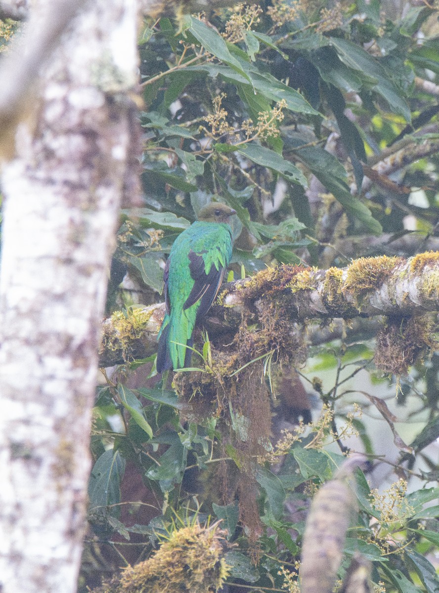 Golden-headed Quetzal - ML614366868