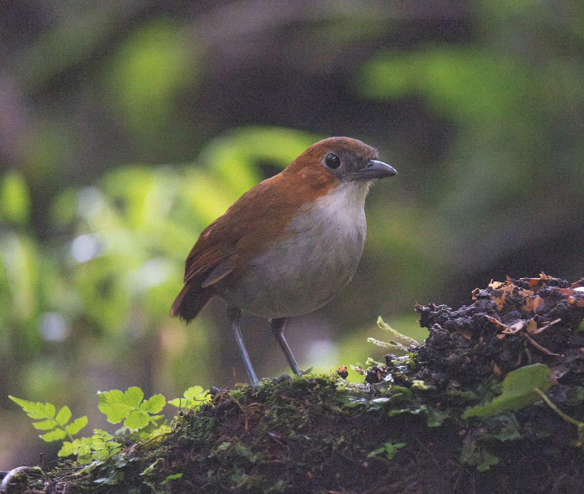 White-bellied Antpitta - ML614366876