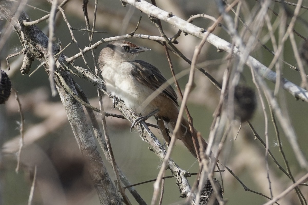 Rufous-fronted Thornbird - ML614366905