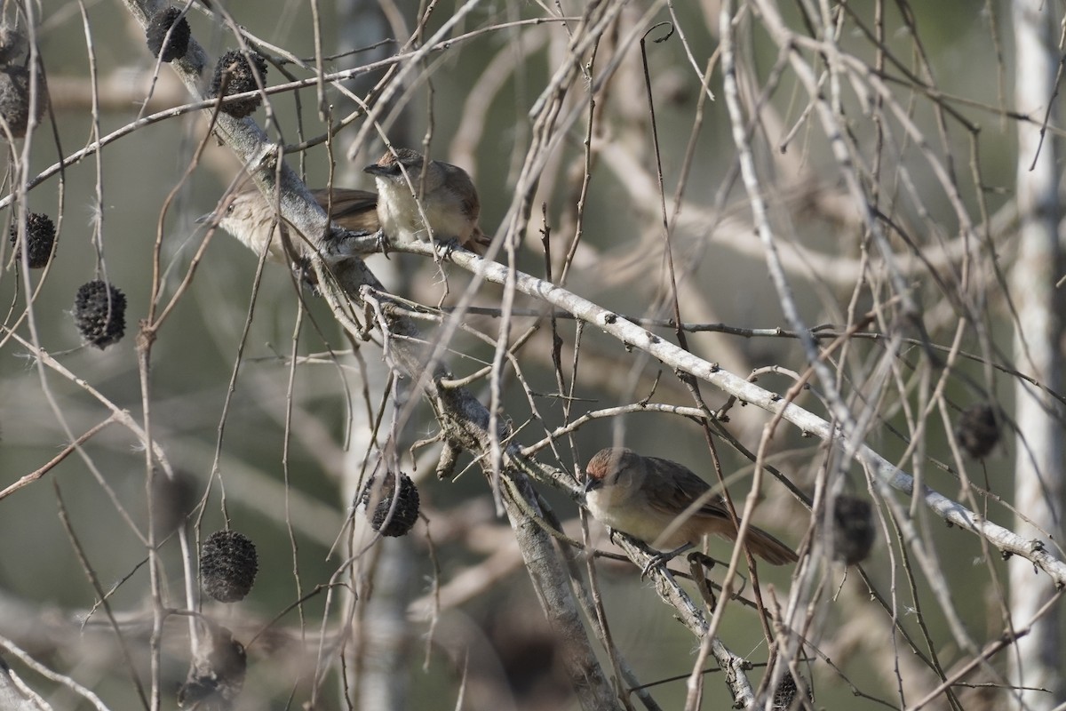 Rufous-fronted Thornbird - ML614366907