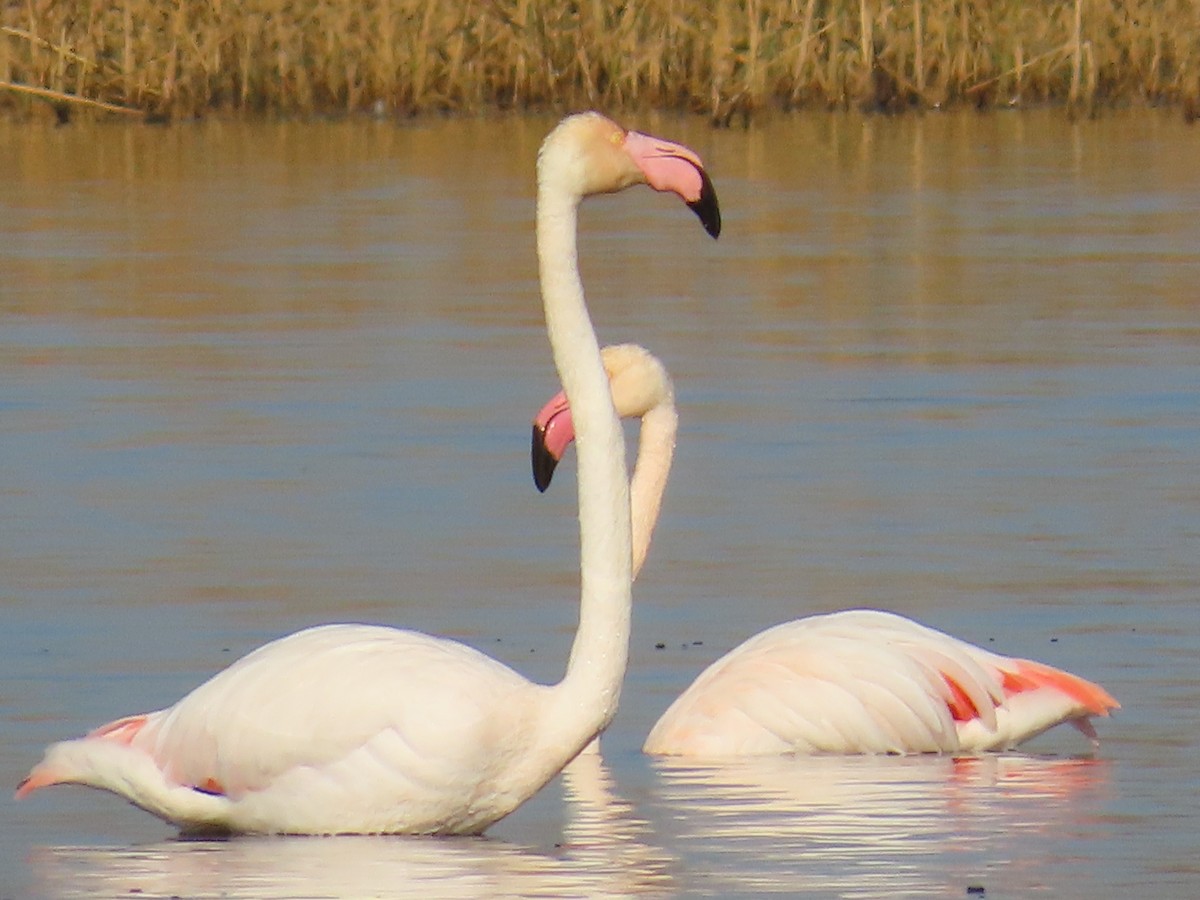 Greater Flamingo - Pol Diéguez Cuesta