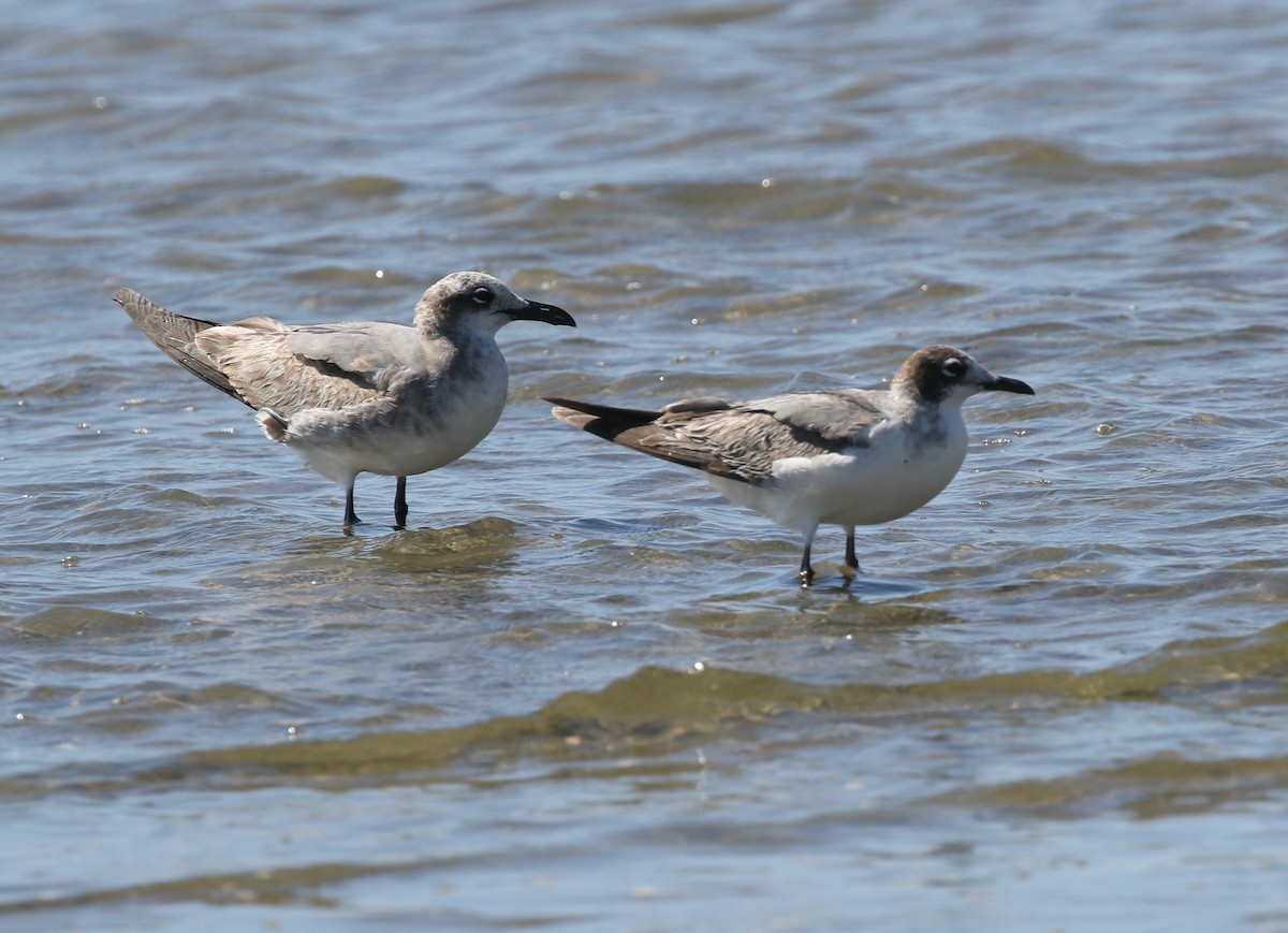 Franklin's Gull - ML614366946