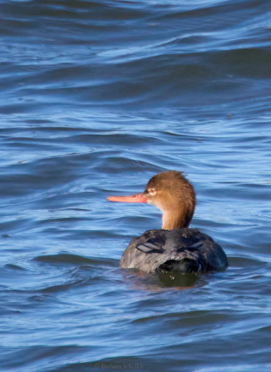 Red-breasted Merganser - Barbara S