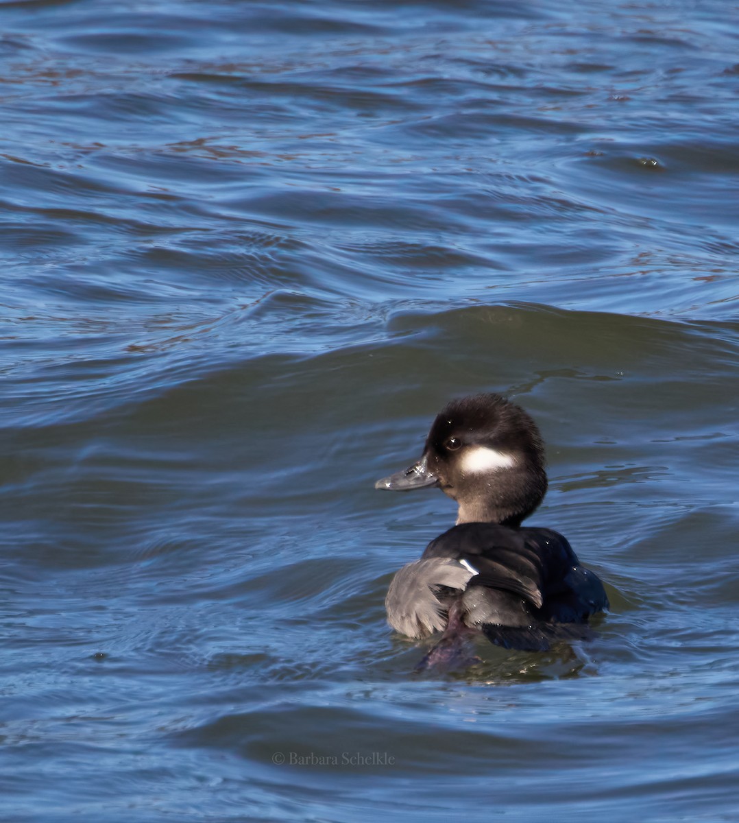 Bufflehead - ML614367066