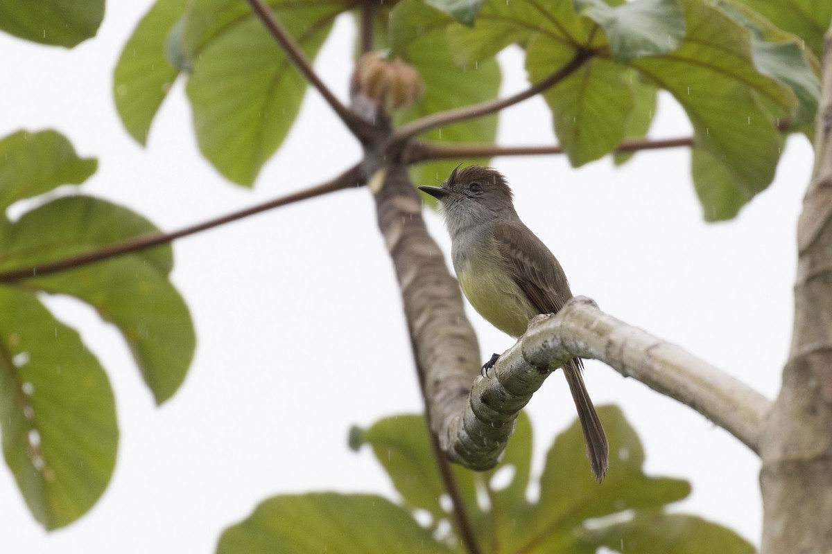 Yucatan Flycatcher - Benjamin Griffith