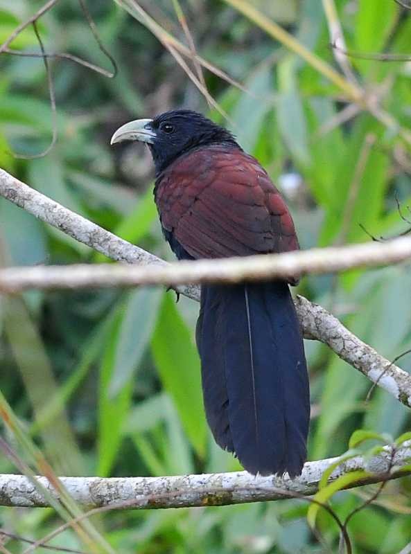 Green-billed Coucal - ML614367084