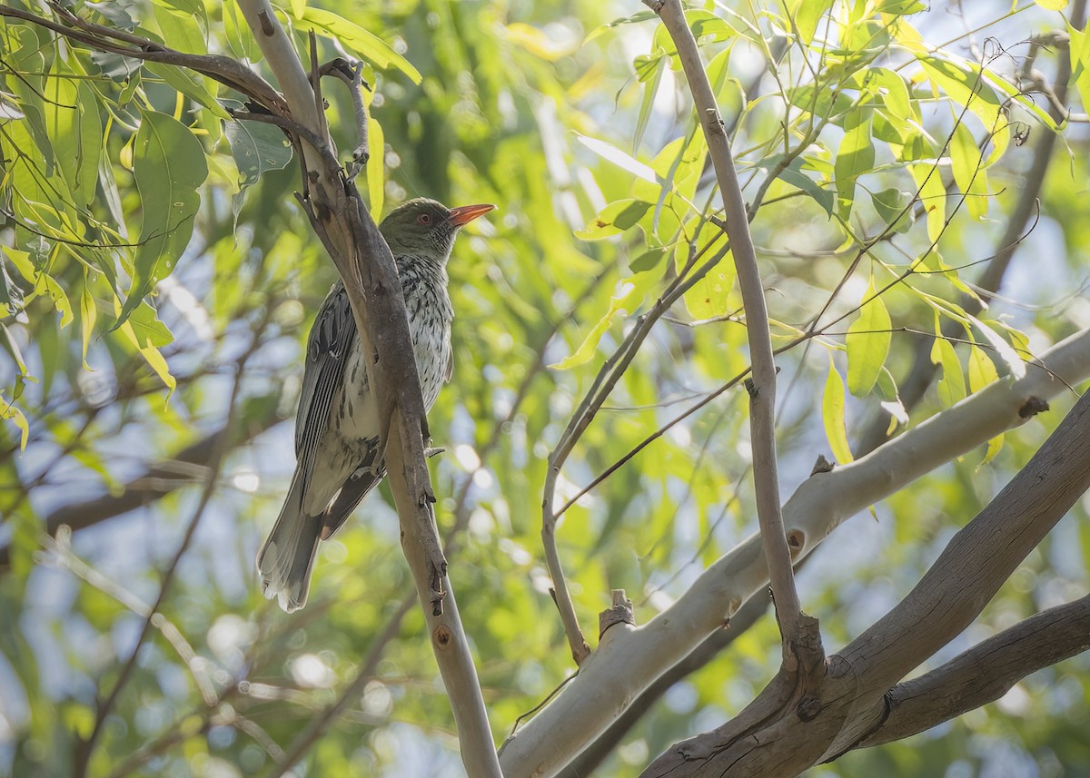 Olive-backed Oriole - Bruce Ward-Smith