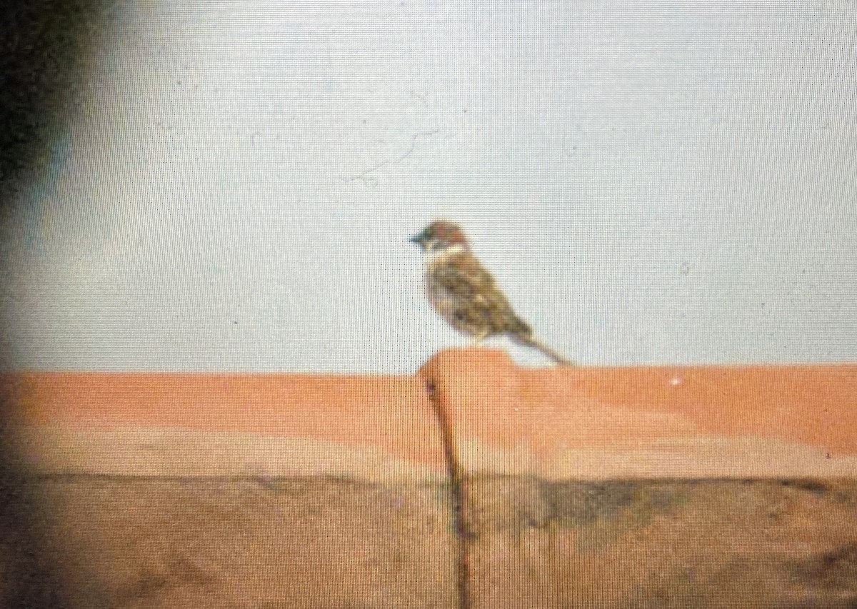 Eurasian Tree Sparrow - ML614367141