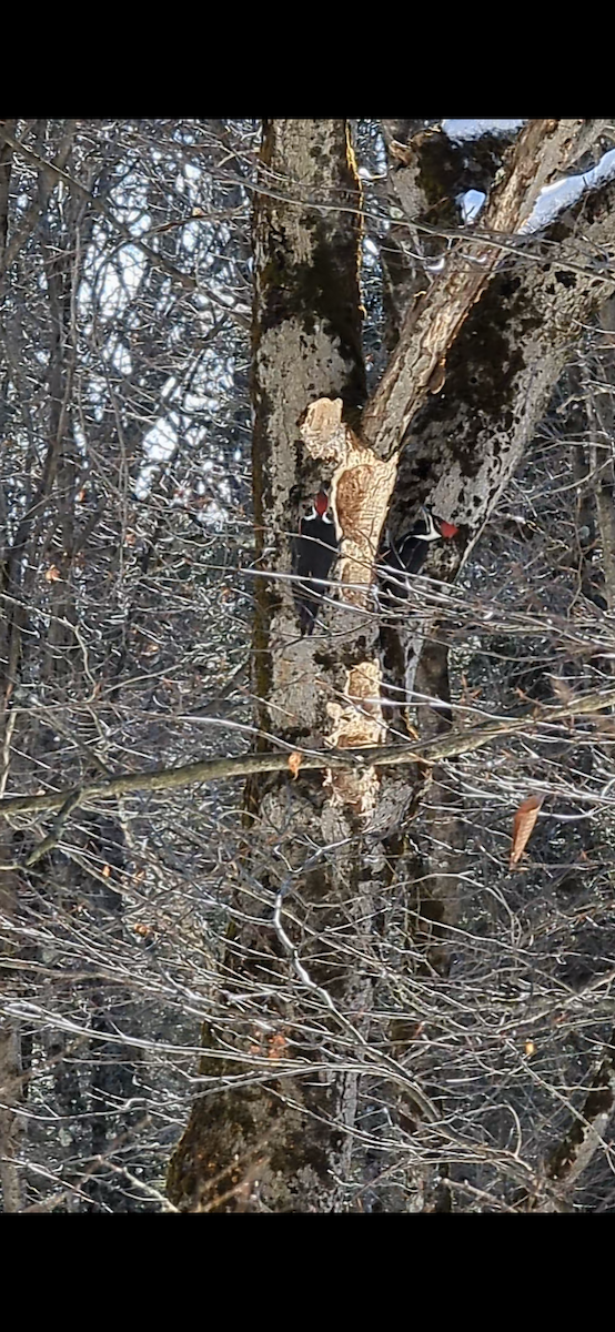 Pileated Woodpecker - Mary Powers