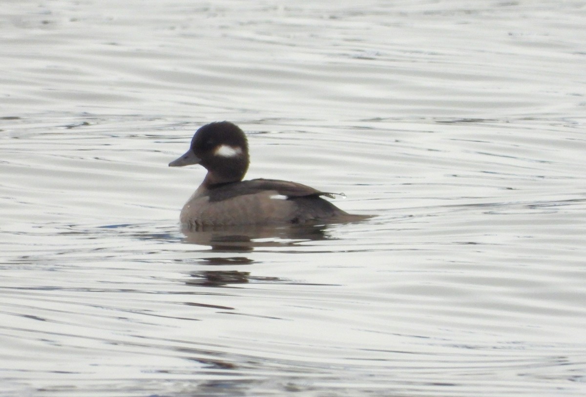 Bufflehead - ML614367420