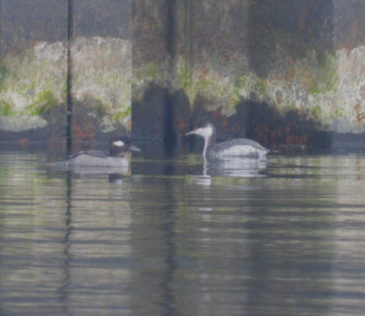 Horned Grebe - ML614367426