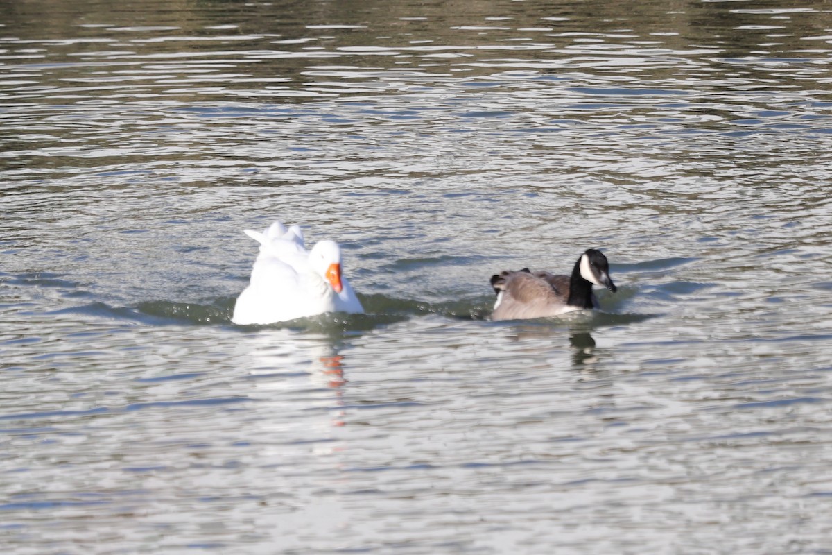 tamgås (domestisert Anser sp.) - ML614367429