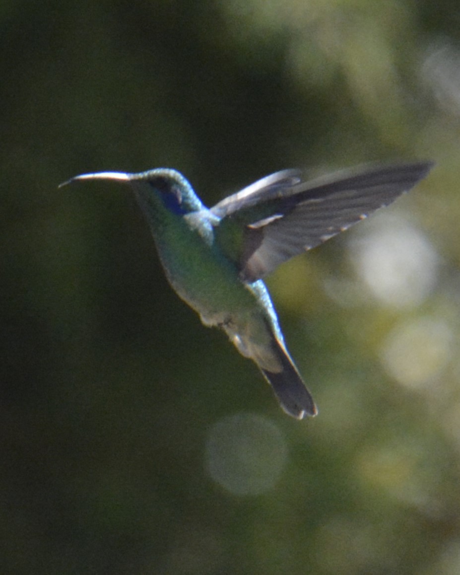 Lesser Violetear - ML614367463