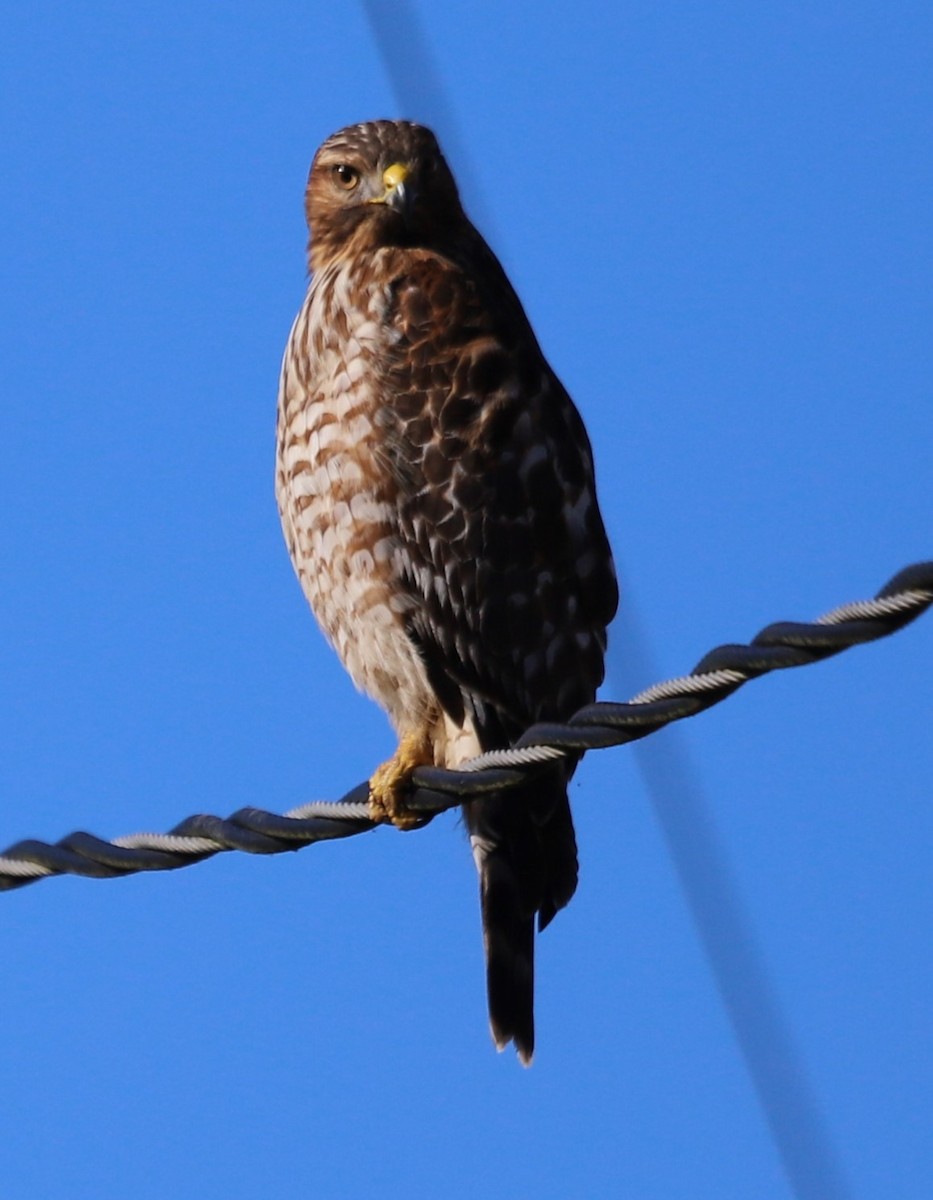 Red-shouldered Hawk - ML614367500