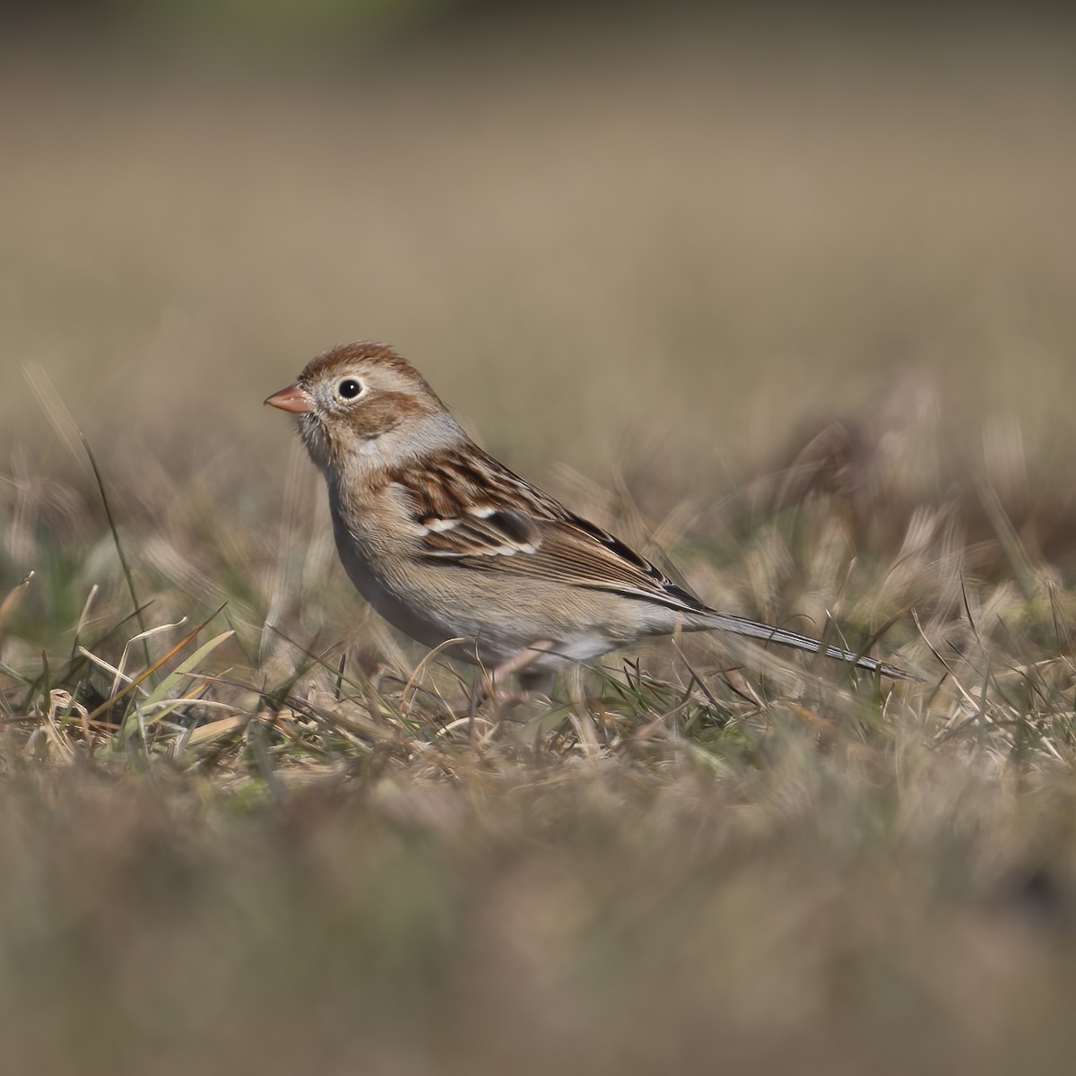 Field Sparrow - ML614367504