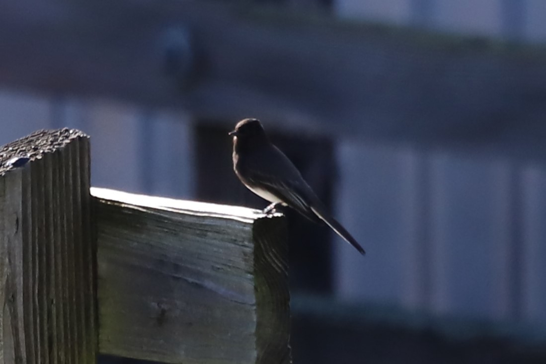 Black Phoebe - ML614367523