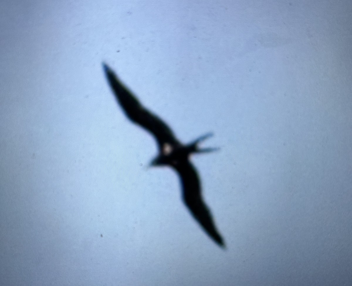 Lesser Frigatebird - Val H