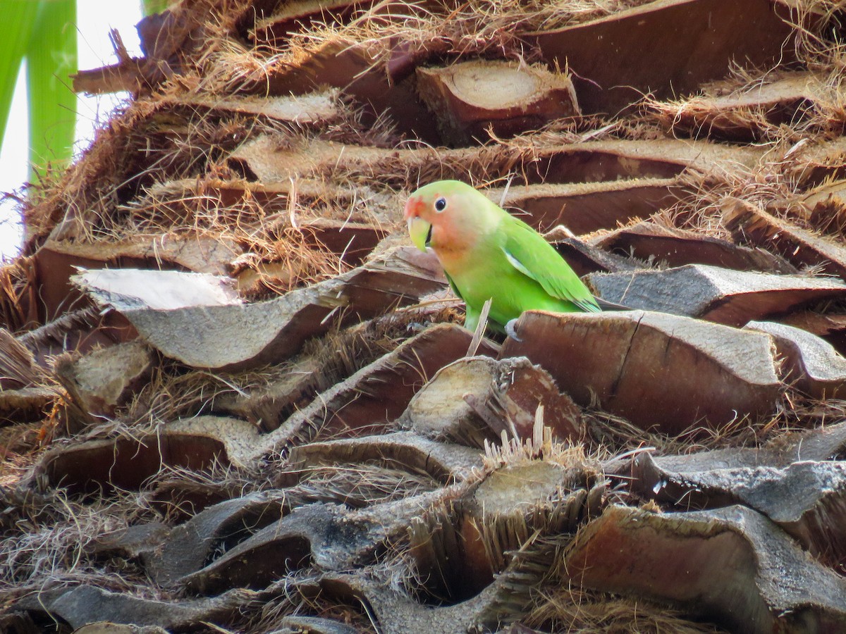 Rosy-faced Lovebird - Dave Read