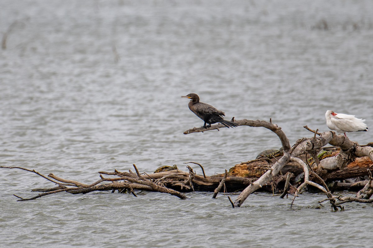 Cormorán Biguá - ML614367585