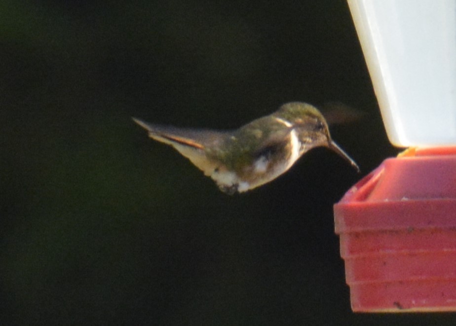 Volcano Hummingbird - ML614367636