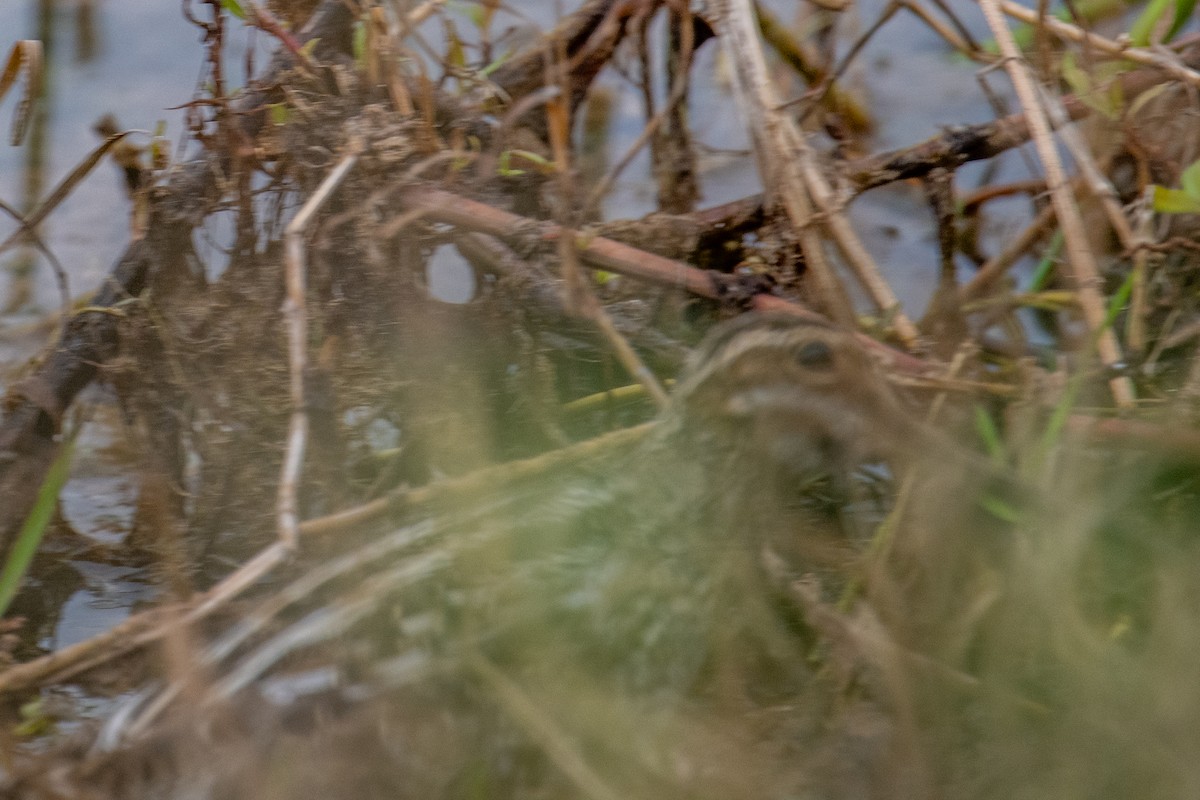 Wilson's Snipe - ML614367708