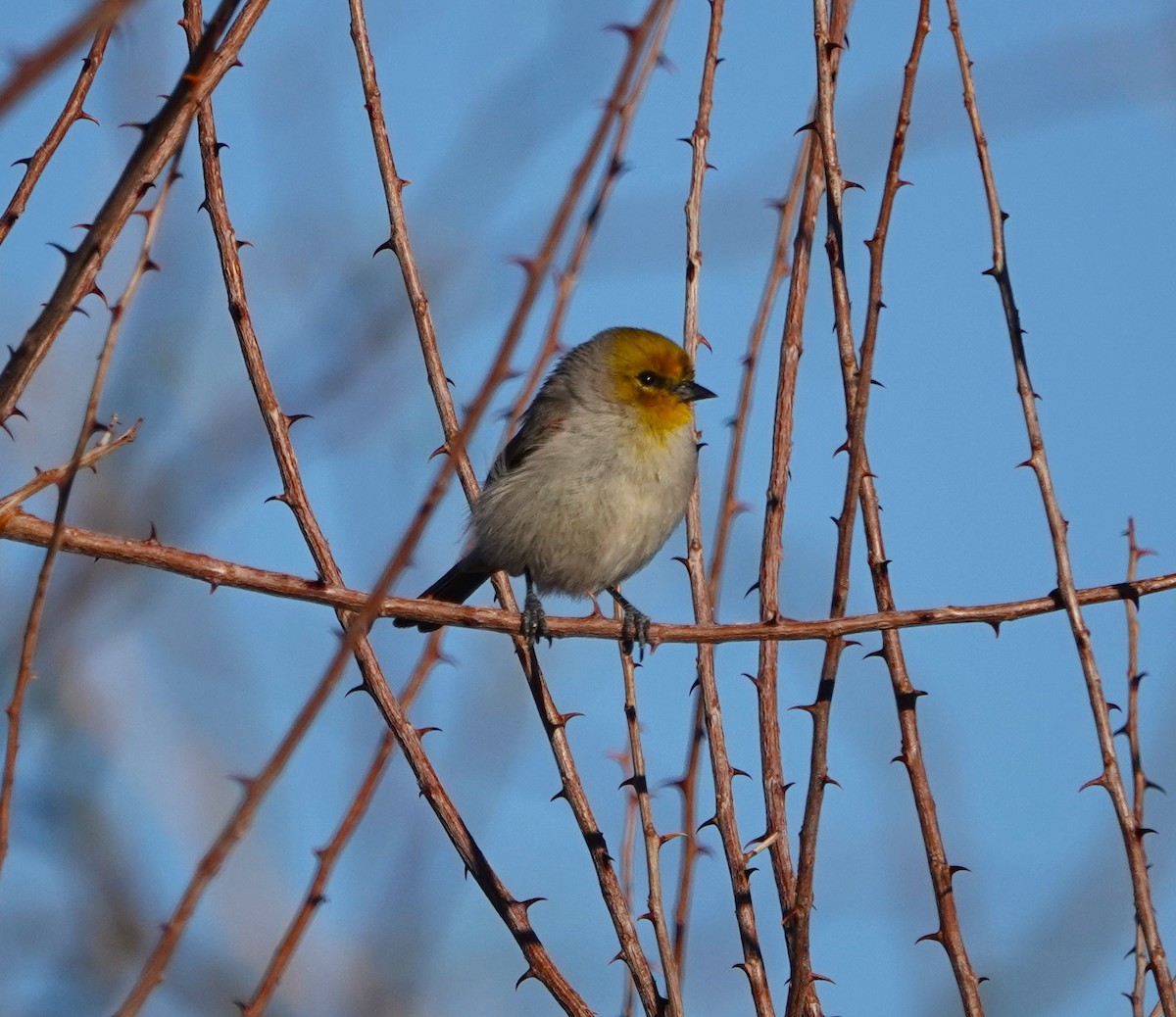 Verdin - ML614367737