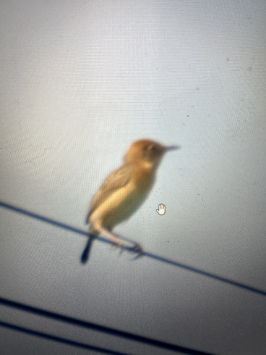 Golden-headed Cisticola - ML614367806