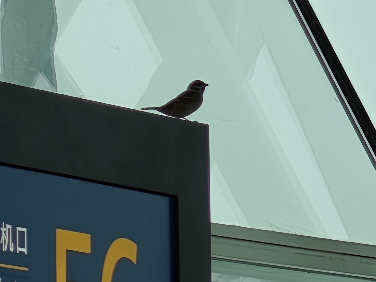 Eurasian Tree Sparrow - ML614367819