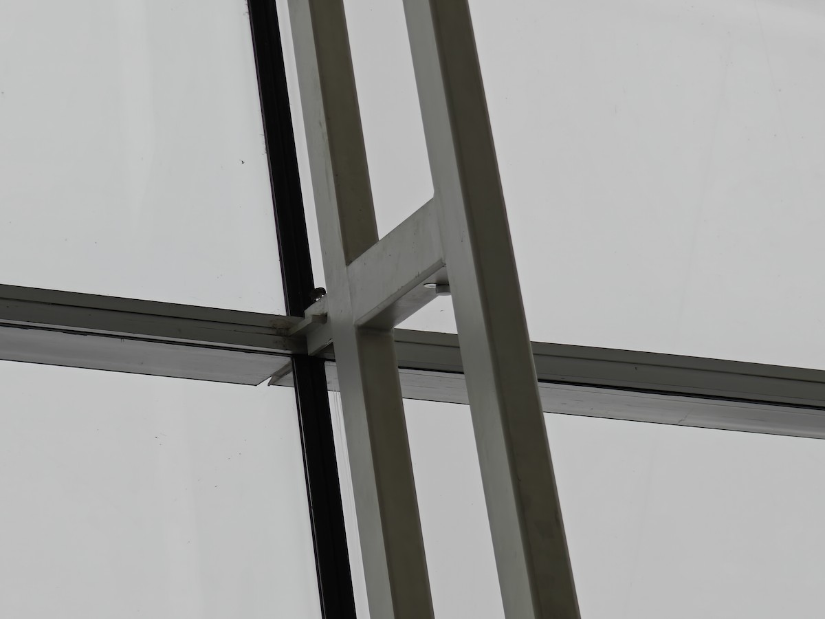 Eurasian Tree Sparrow - ML614367823