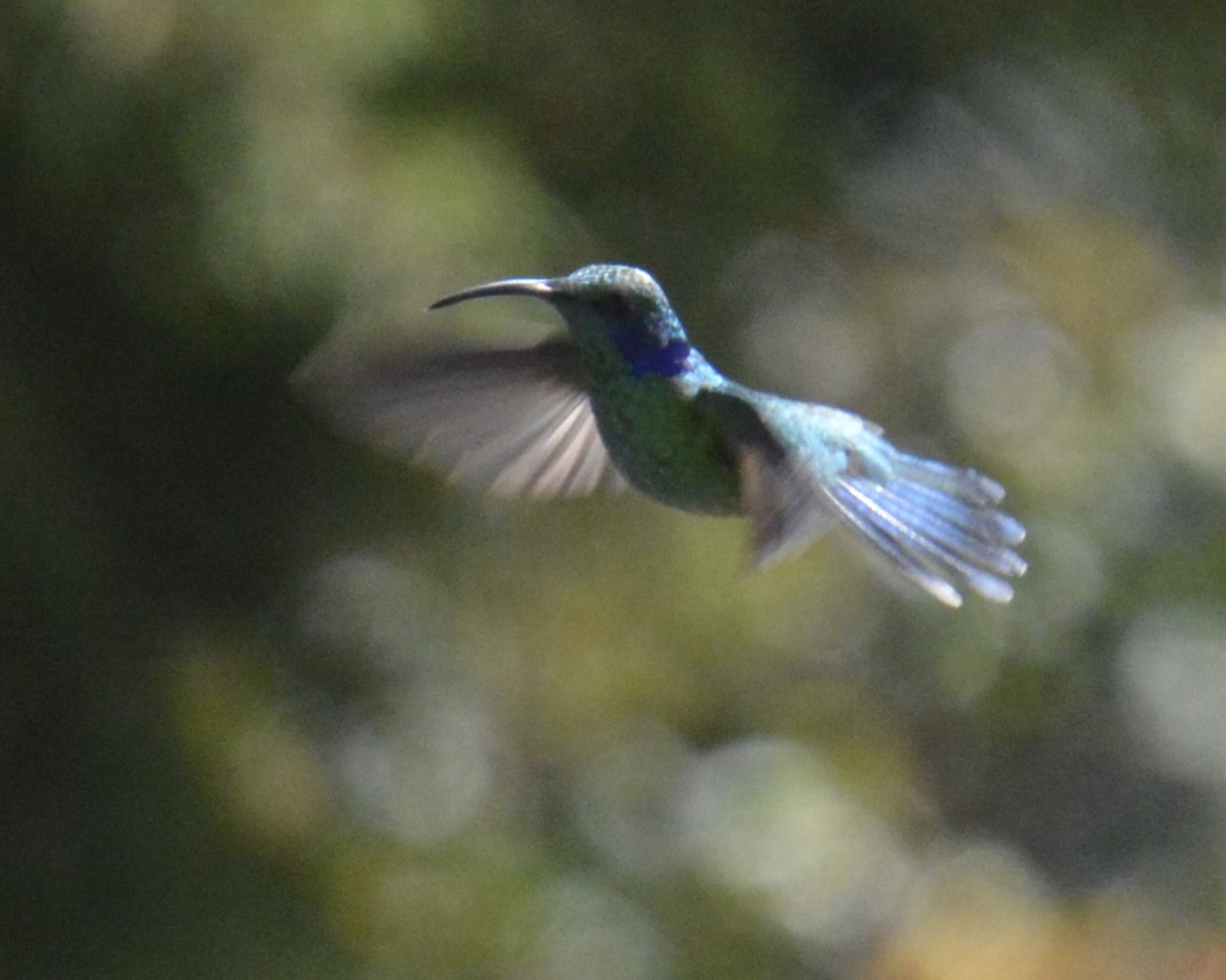 kolibřík modrouchý - ML614367903
