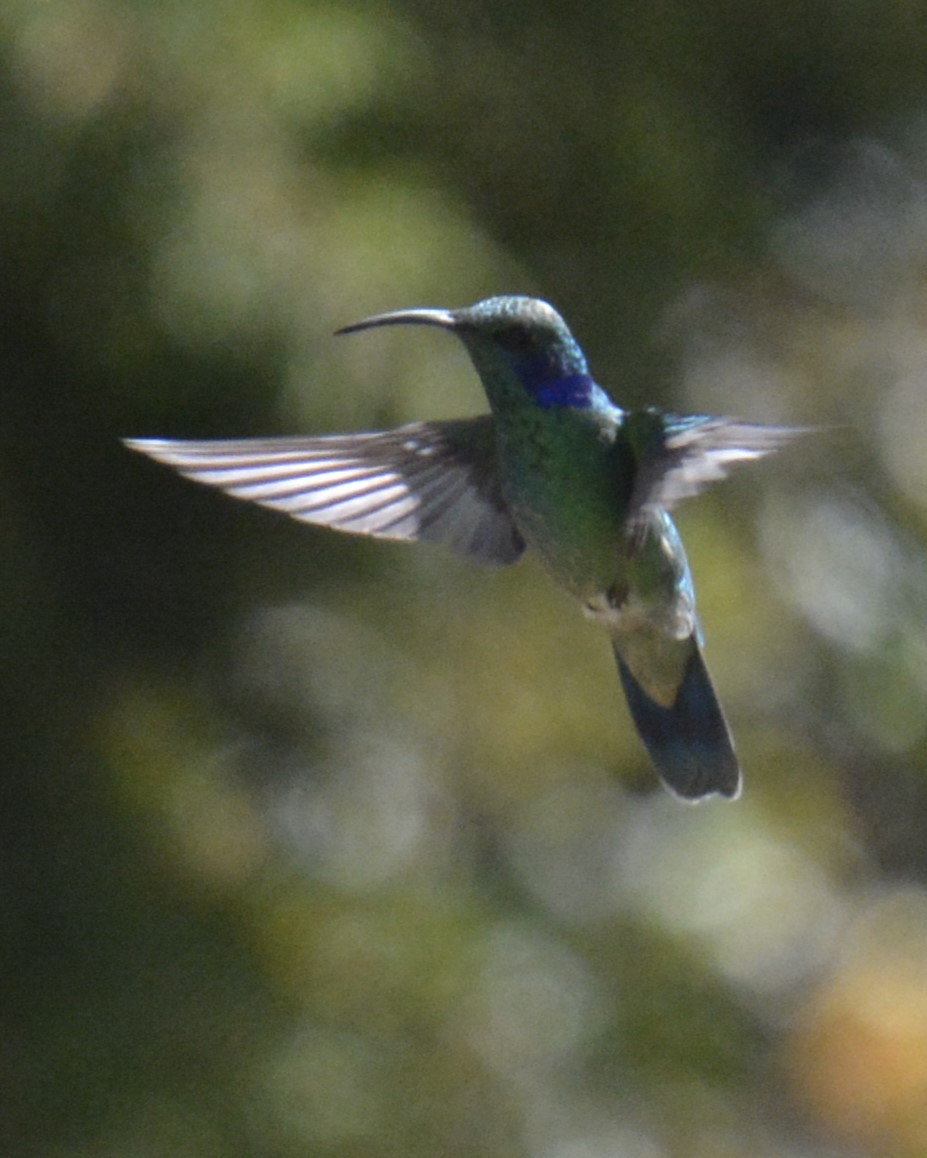 kolibřík modrouchý - ML614367904