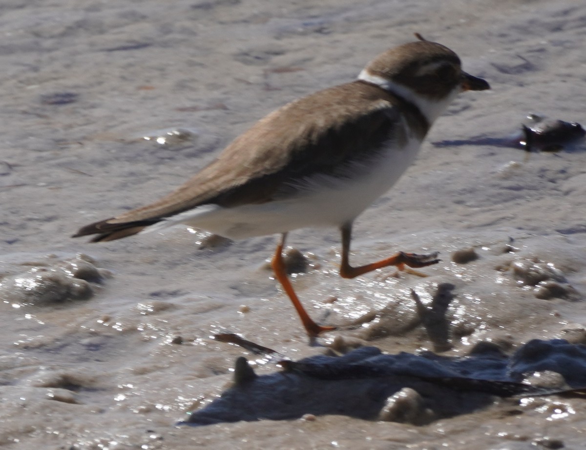Semipalmated Plover - ML614367906