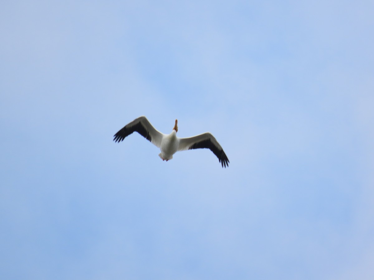 American White Pelican - ML614367916