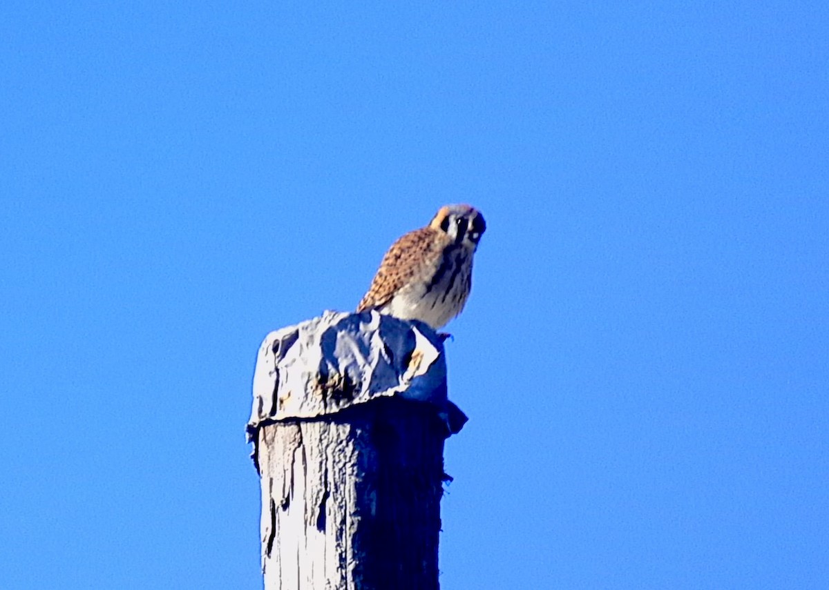 American Kestrel - ML614367926