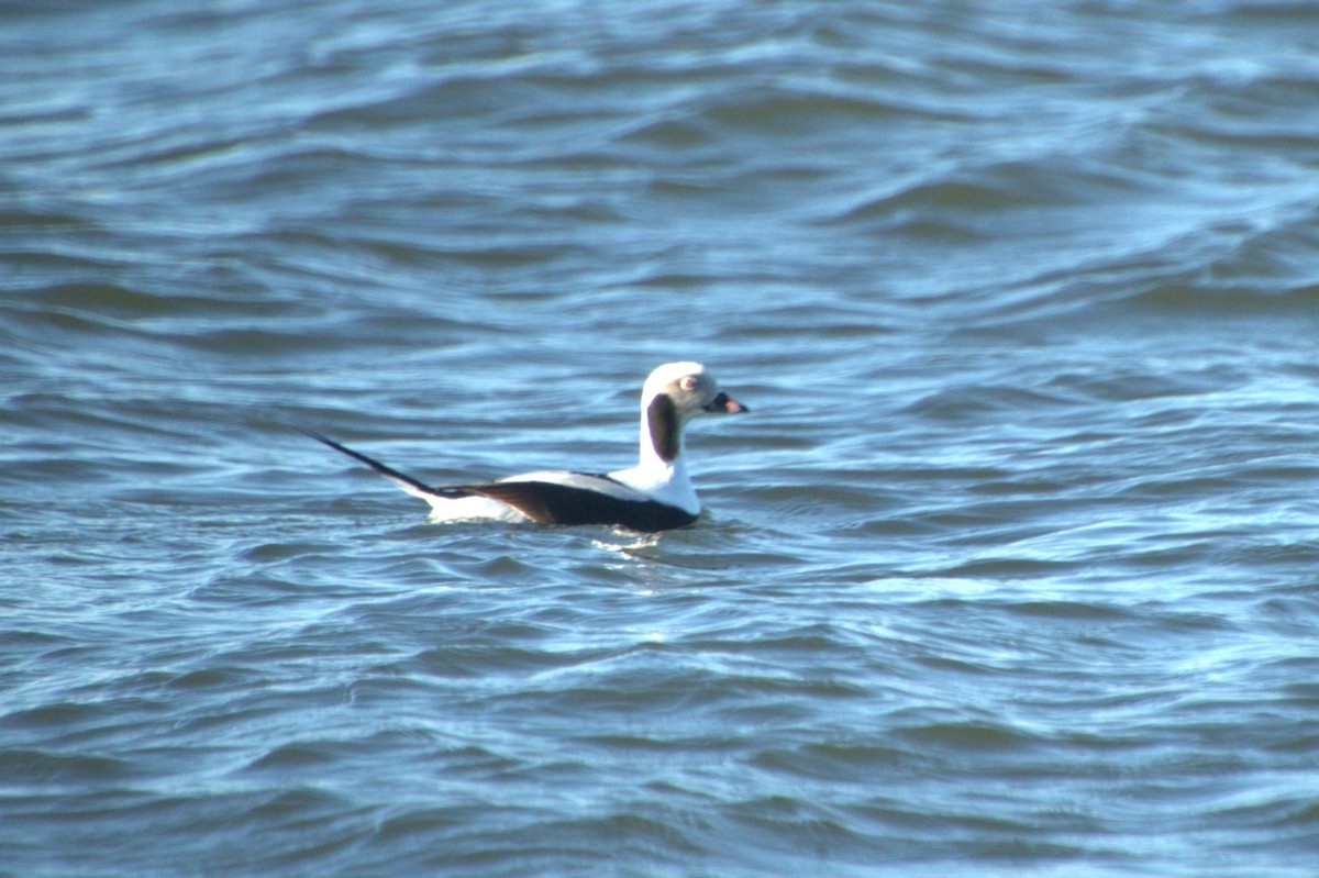 Long-tailed Duck - ML614367965