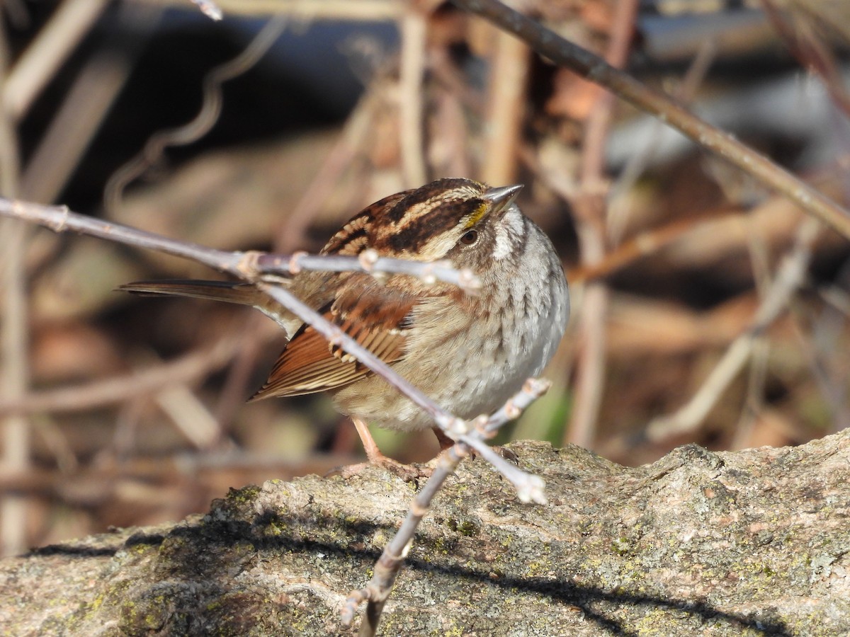 White-throated Sparrow - ML614368229