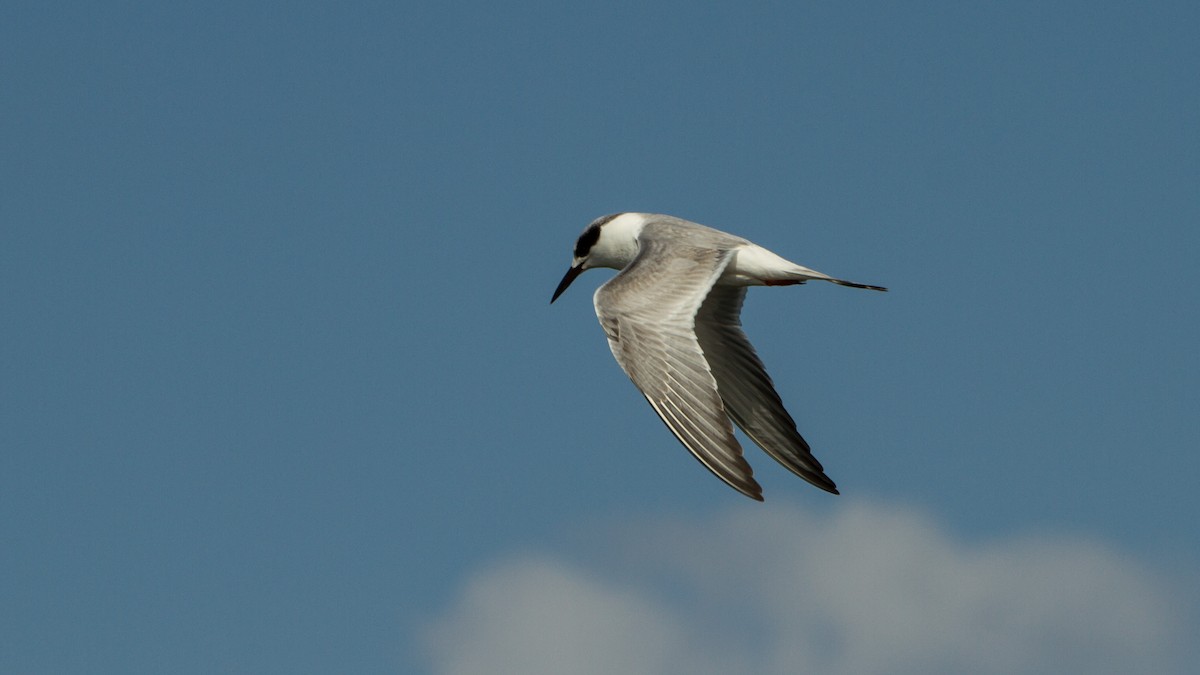 Forster's Tern - ML614368257