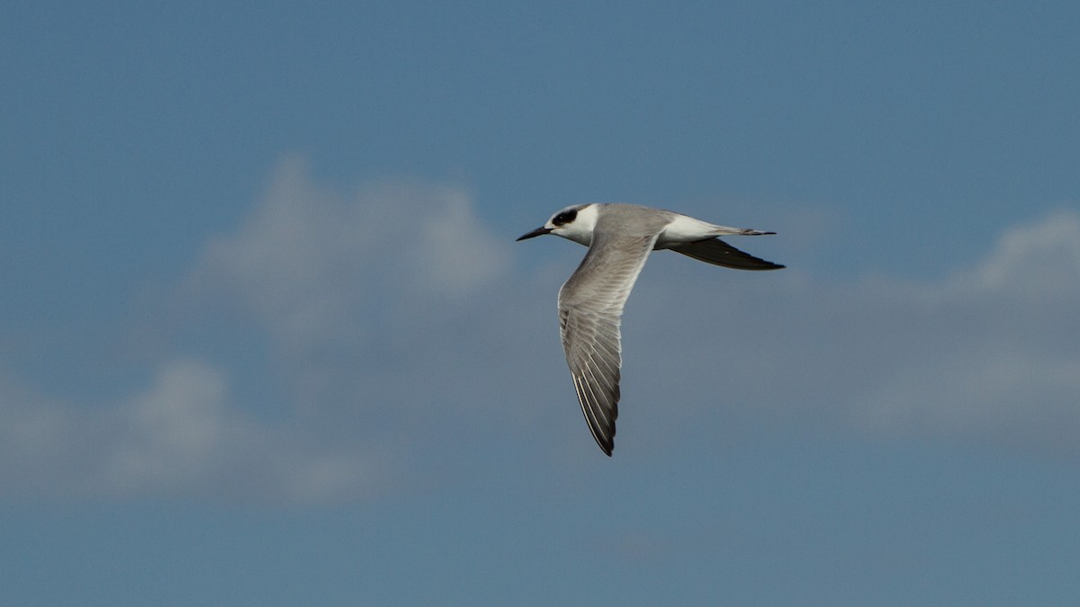 Forster's Tern - ML614368258