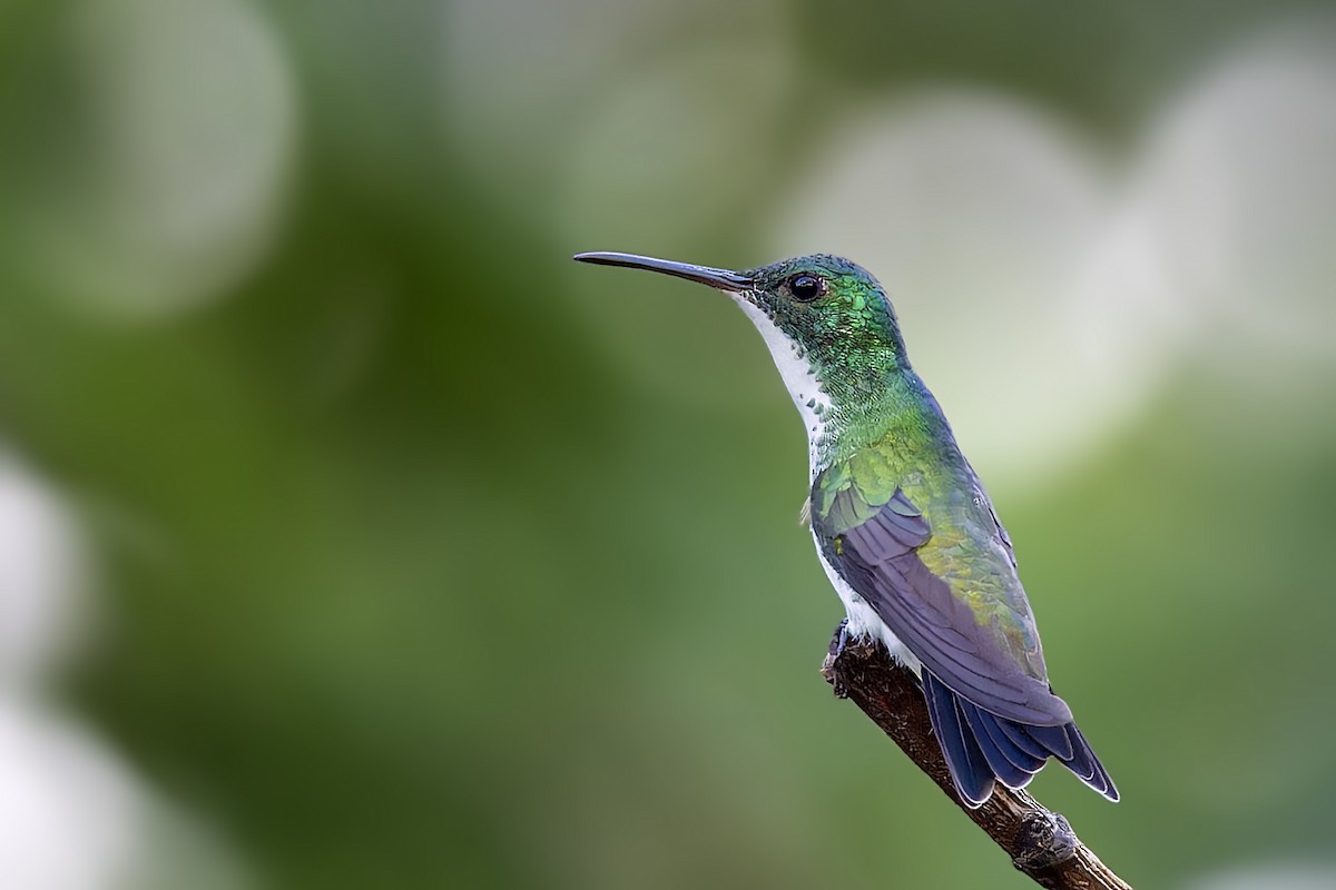 White-chested Emerald - ML614368282