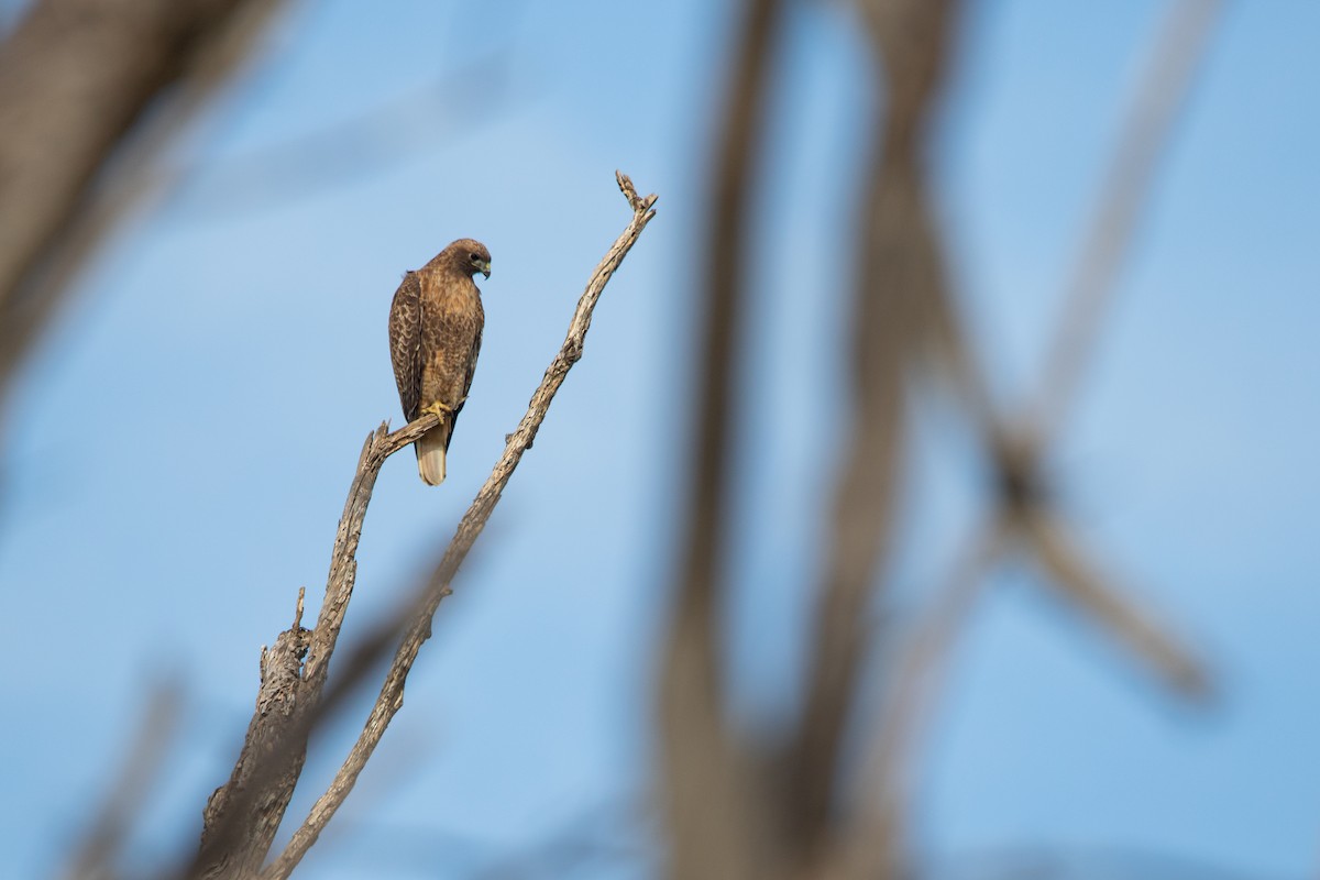 Red-tailed Hawk - ML614368288