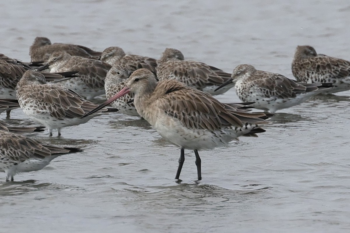 Bar-tailed Godwit - ML614368291