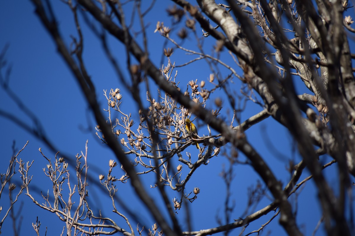 Oriole de Baltimore - ML614368307