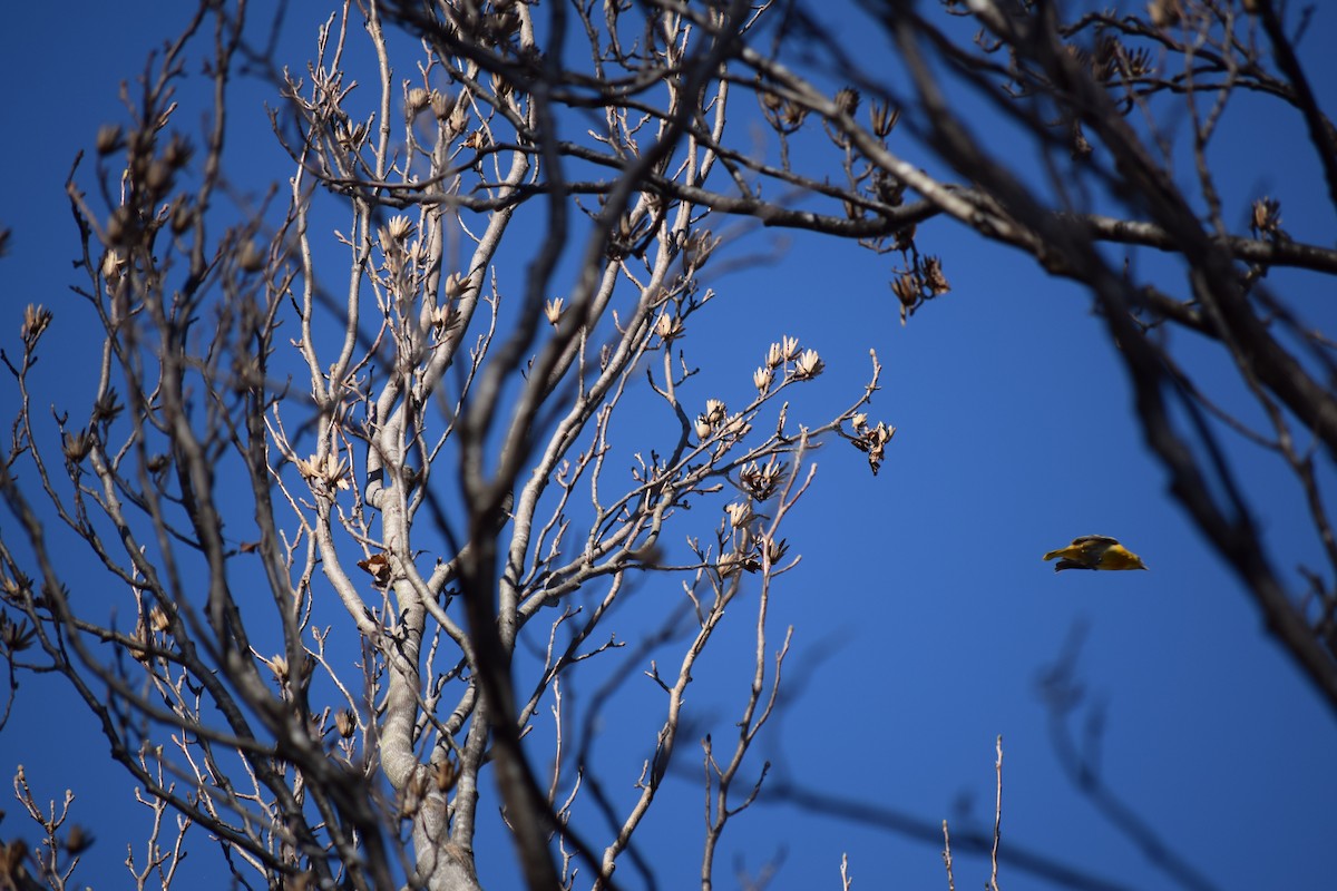 Baltimore Oriole - ML614368309