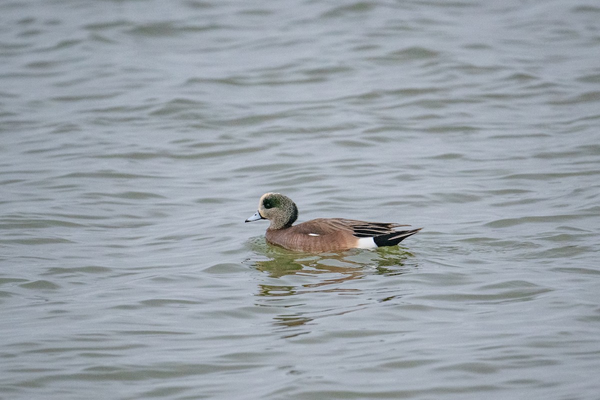 Canard d'Amérique - ML614368480