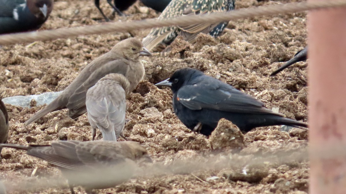 Brown-headed Cowbird - ML614368497