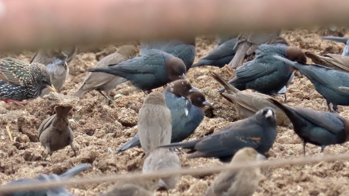 Brown-headed Cowbird - ML614368509