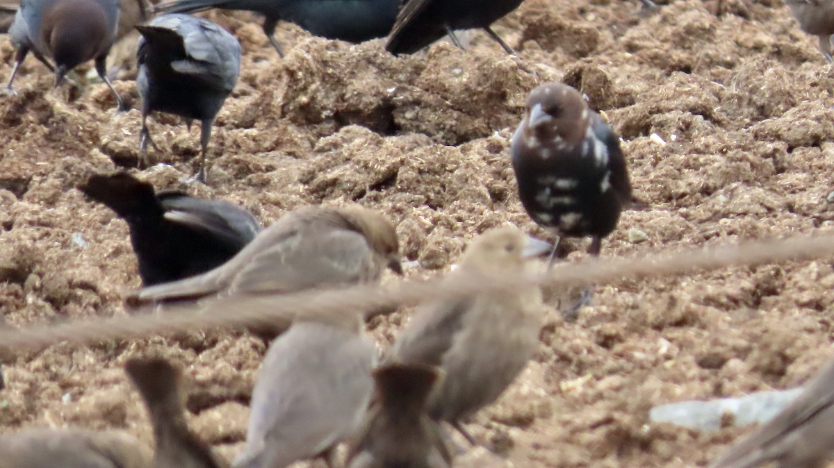 Brown-headed Cowbird - ML614368520