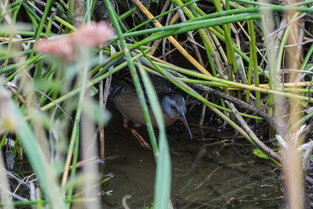 Virginia Rail - Stella Tea