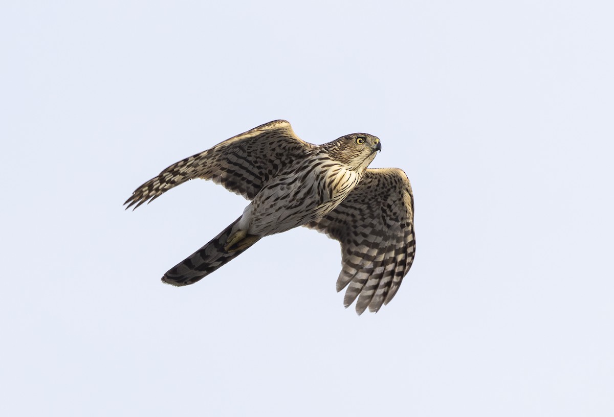 Cooper's Hawk - ML614368721