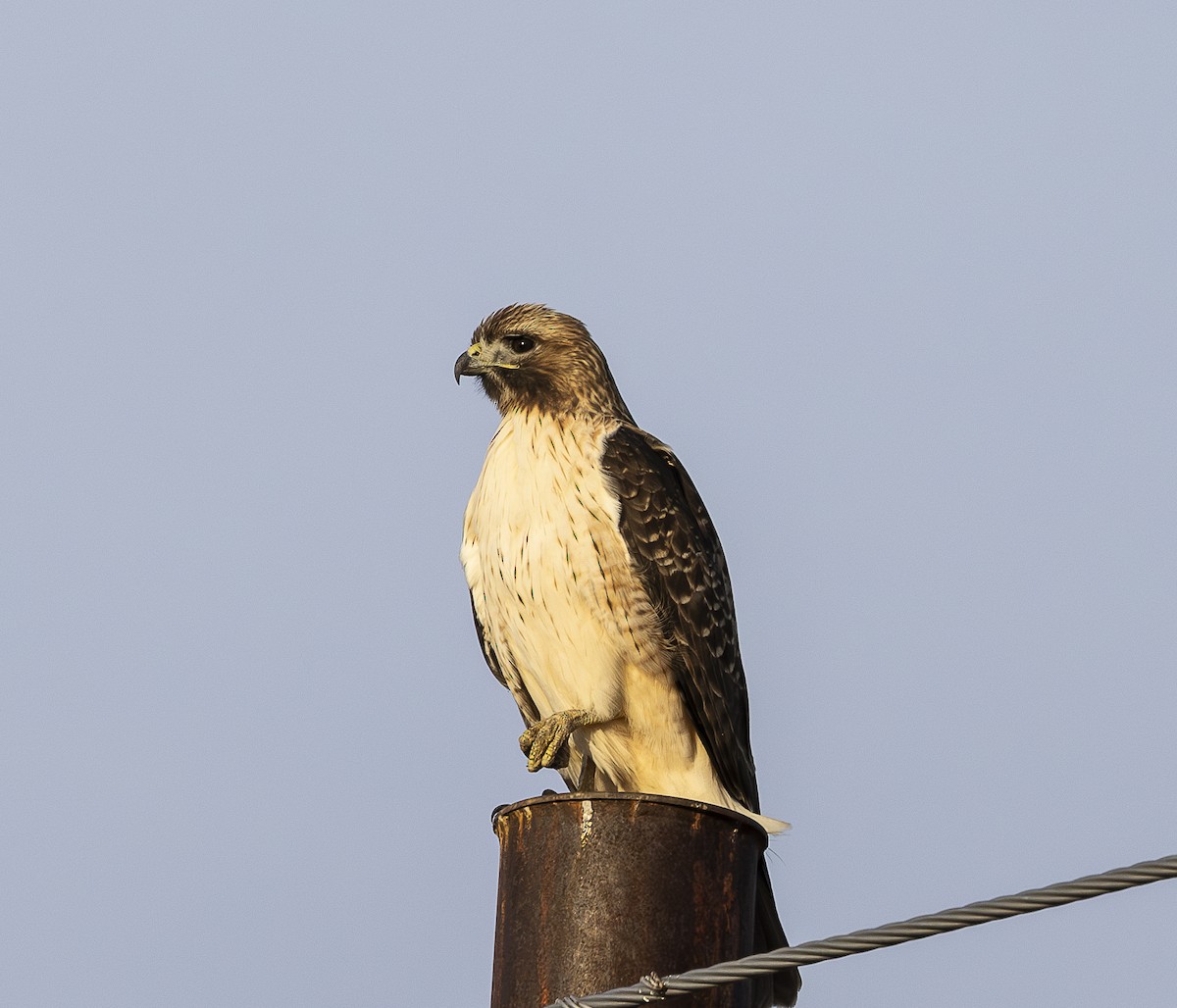 Red-tailed Hawk - ML614368736